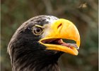 Steller's Sea Eagle and Wasp.jpg